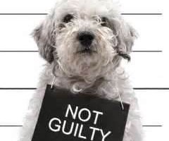 dog behavior problems