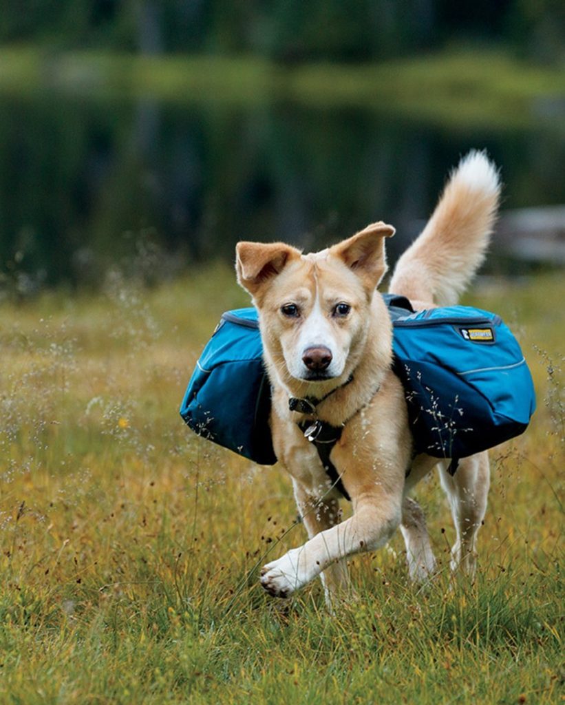 Dog wearing back pack alaska dog works