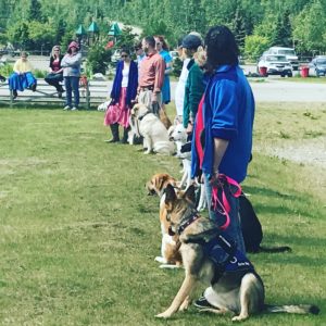 job openings at alaska dog works