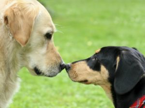 How to socialize your dog
