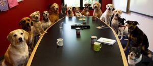 Bring your dog work work alaska dog works