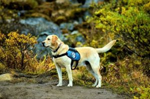 Thorr Alaska Dog Works Service Dog