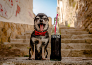 New Coke and Dog Training Alaska Dog Works