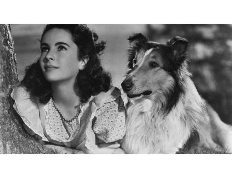 Famous Movie and TV Dogs