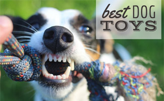 My dogs' Top Five Favorite Toys