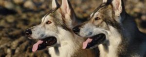 dire wolf alaska dog works