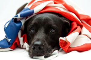 Memorial day and dogs alaska dog works