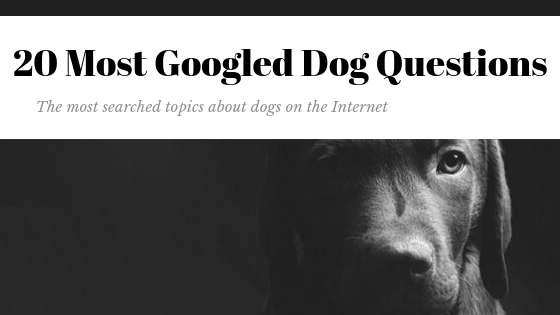 20 most googled dog questions alaska dog works