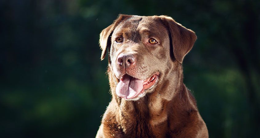most intelligent dog breeds alaska dog works