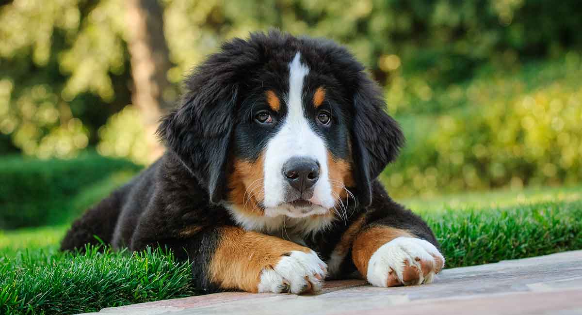 all about bernese mountain dogs