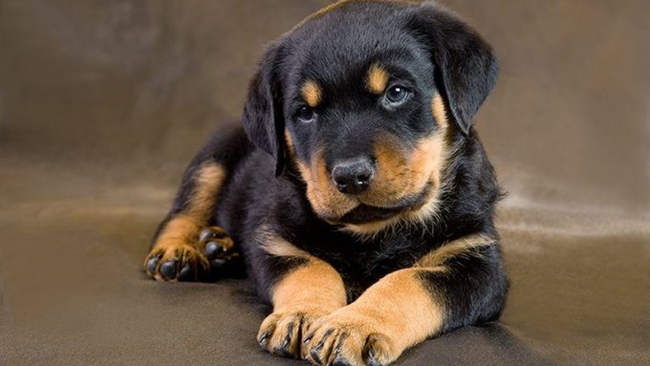 a puppy rottweiler