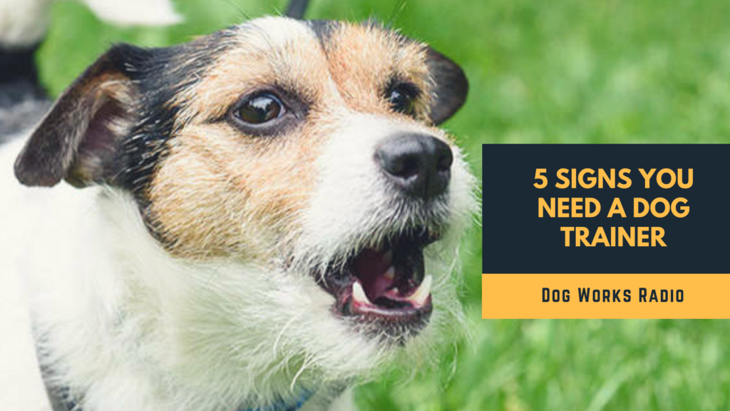 5 Signs You Need Need to Hire a Dog Trainer Alaska Dog Works