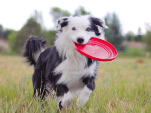 Games to play with your dog Alaska Dog Works