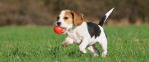 Trick Classes at Alaska Dog Works