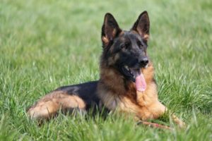 german-shepherd-Alaska Dog Works