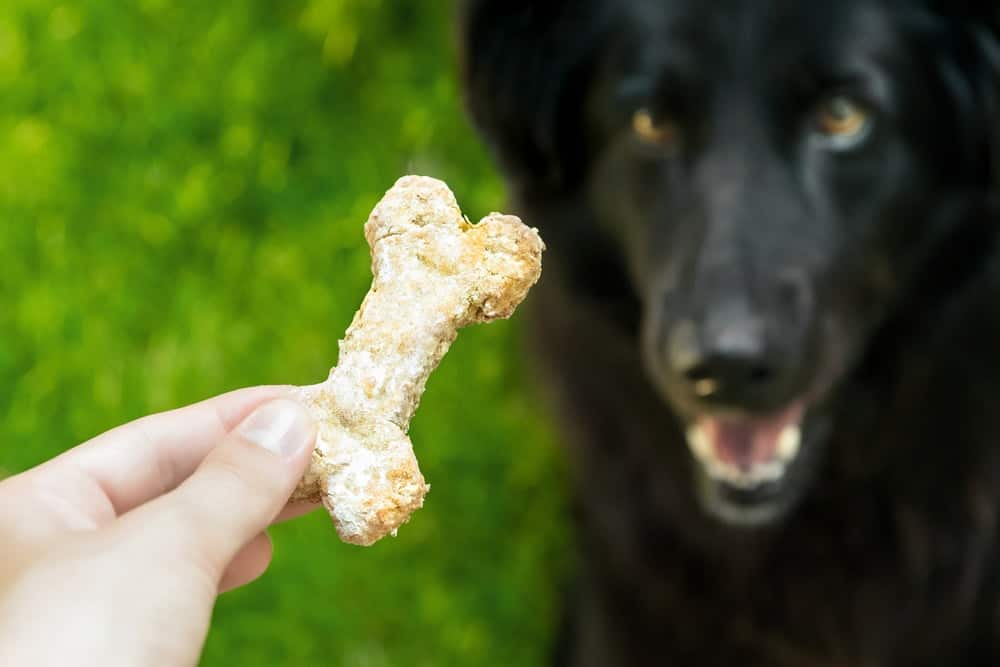 When to give treats to your dog