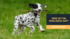 who let the dogs back out alaska dog works