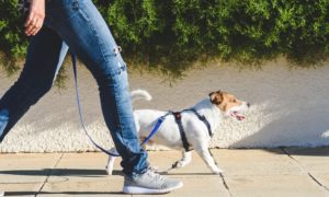 questions to ask a dog trainer