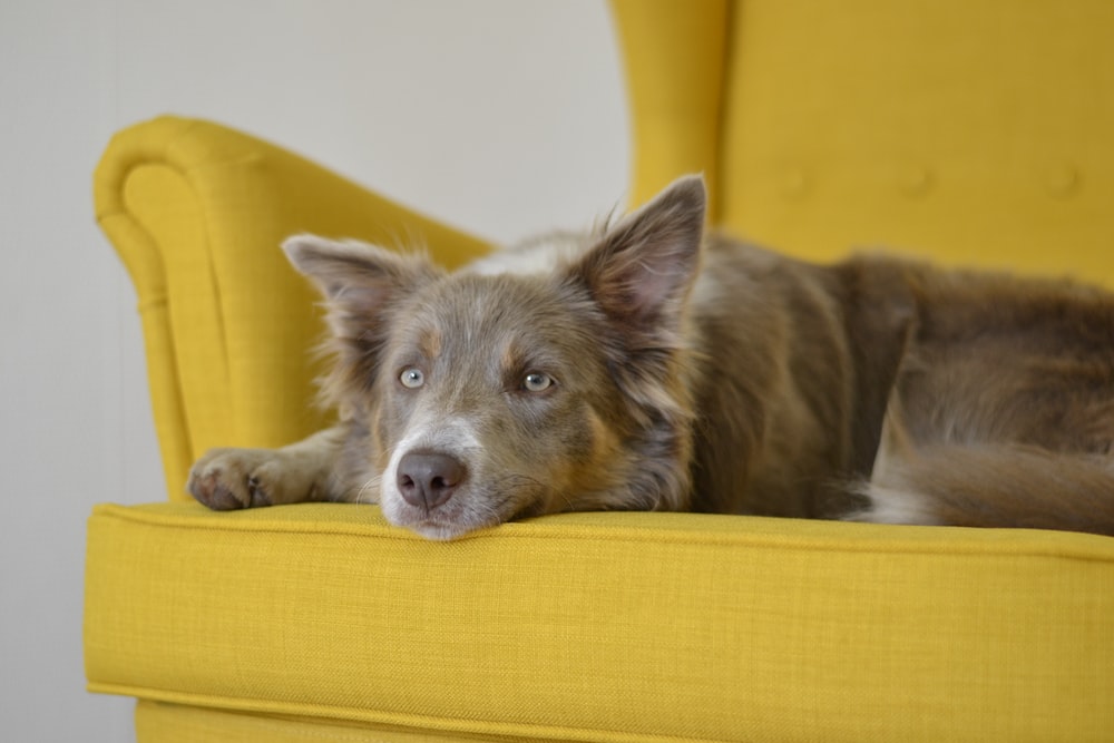 should I allow my dog on the furniture? Alaska Dog Works