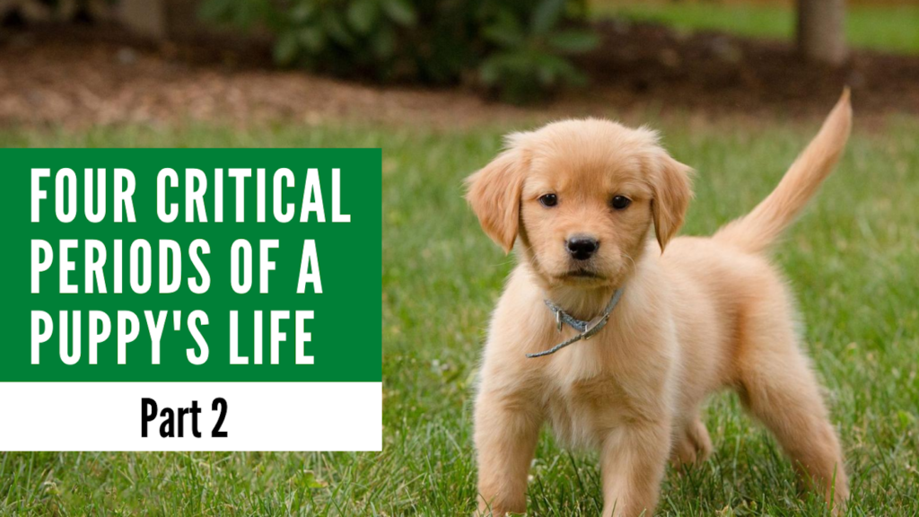 Four Critical Periods of a Puppy's Life Part 2
