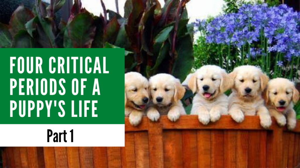 Four Critical Periods of a Puppys Life part 1 Alaska Dog Works