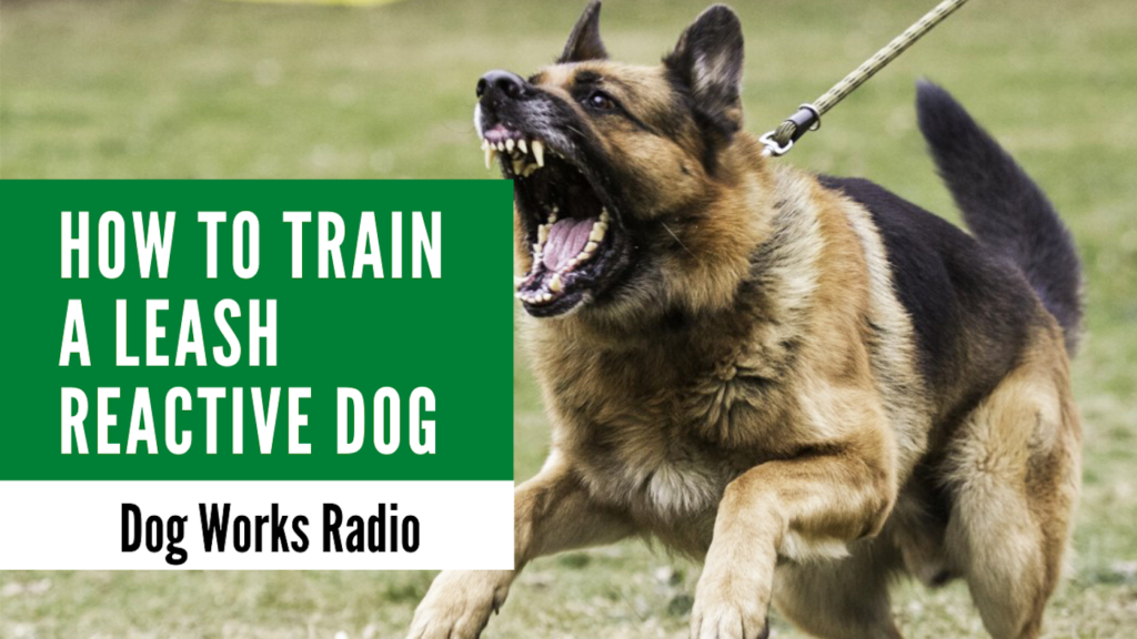 Alaska dog works leash reactivity 