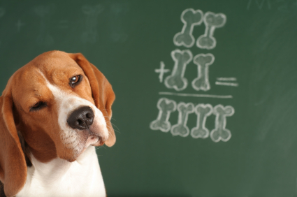Alaska Dog Works Learning Theory