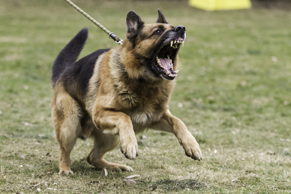 Leash Reactivity in dogs Alaska dog works