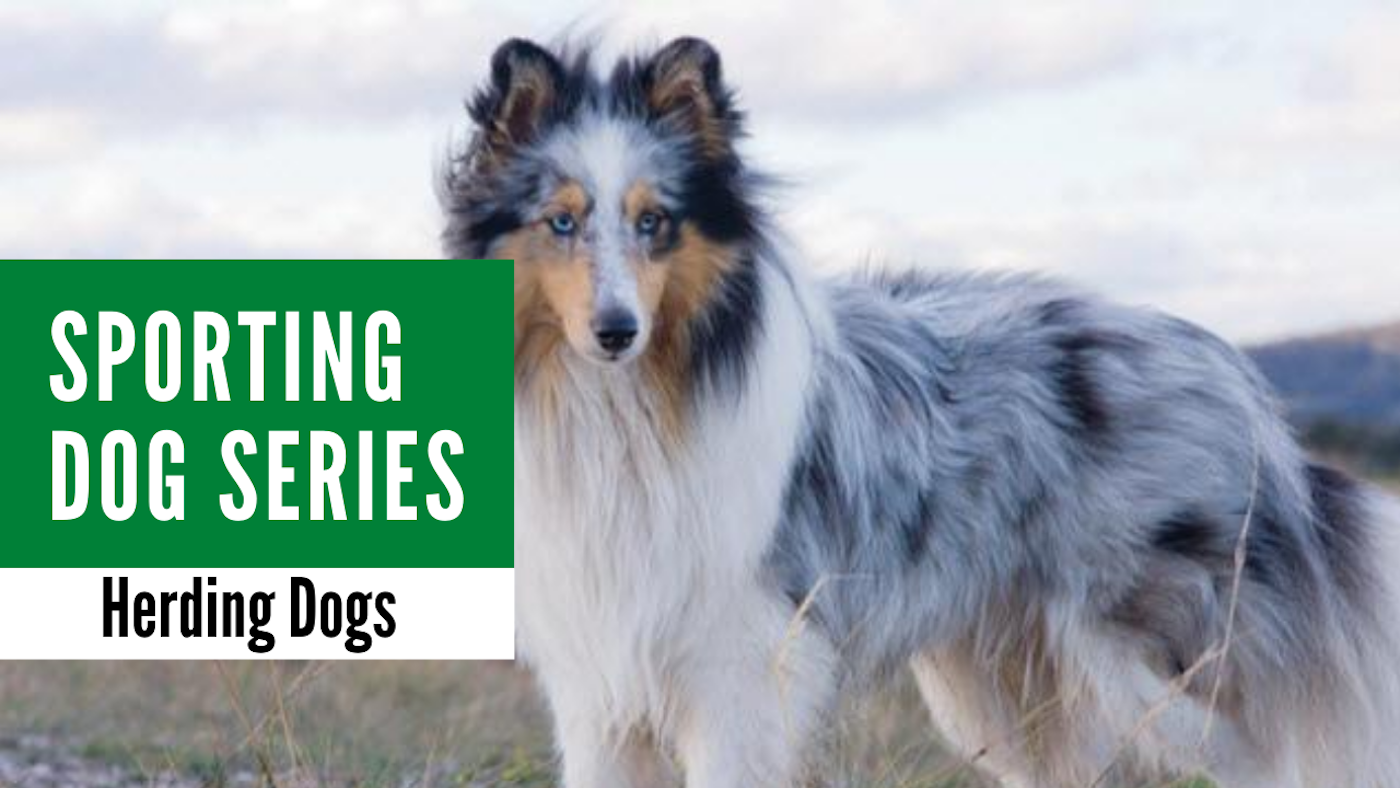 Sporting Dog series Herding Dogs Alaska Dog Works