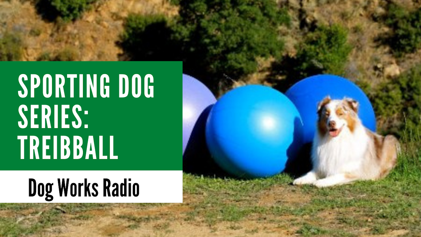 Treibball: Dog Sport Perfect for Herding Breeds and More