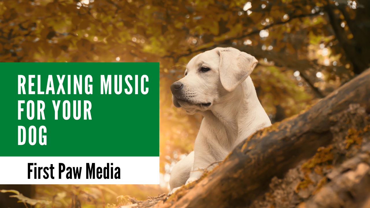 Relaxing Music For Your Dog