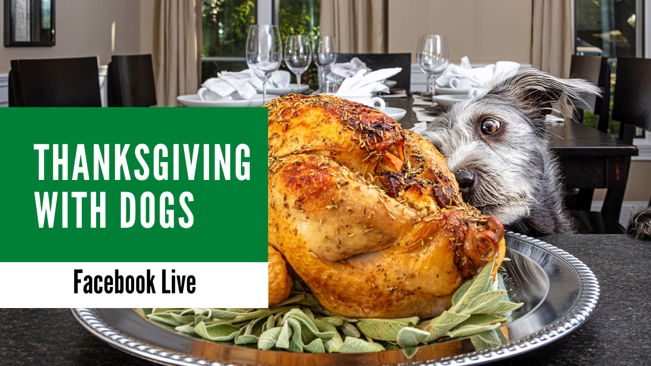 Thanksgiving with your dog Alaska Dog Works