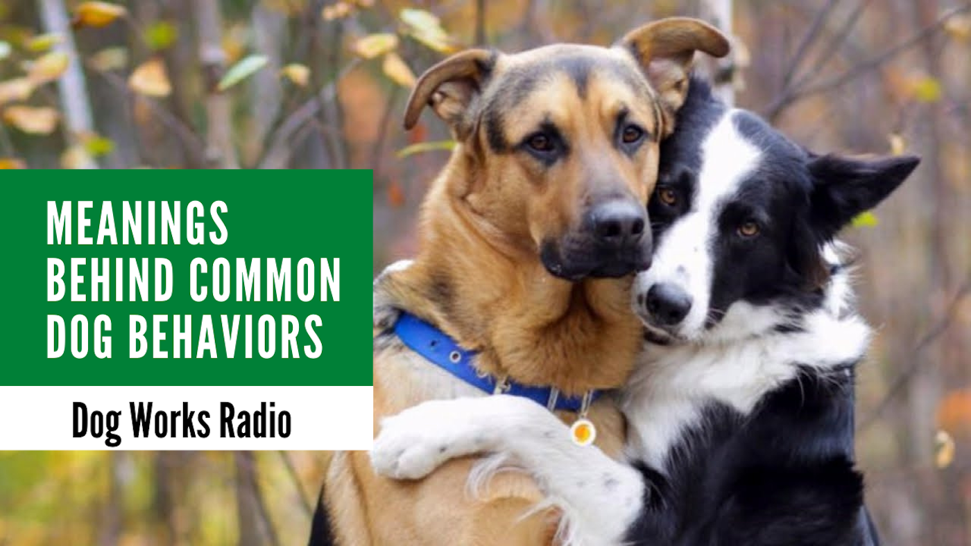 Meanings Behind Common Dog Behaviors Alaska Dog Works