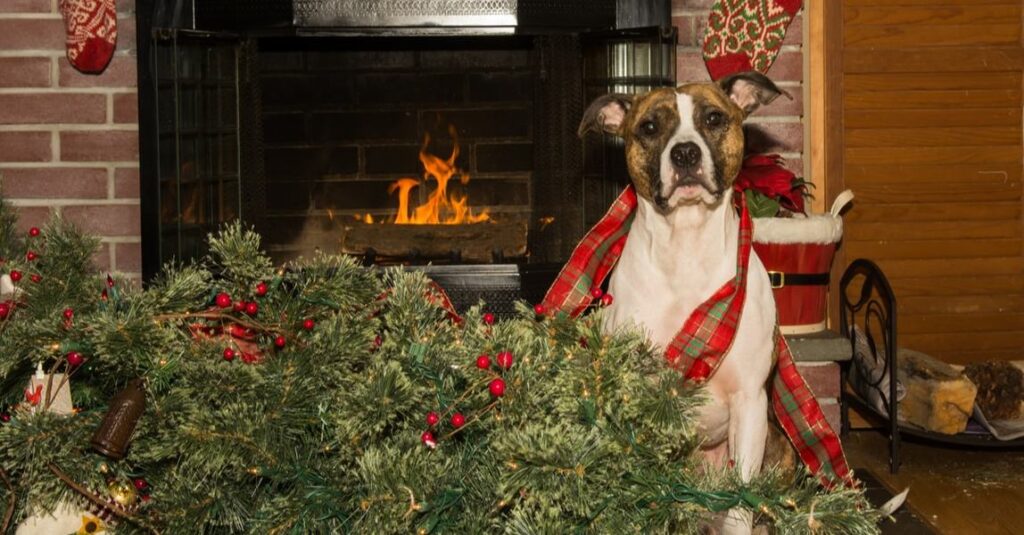 How to dog proof the Christmas tree Alaska Dog Works