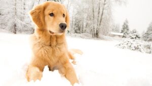 How to finish strong in 2020 with your dog Alaska Dog Works