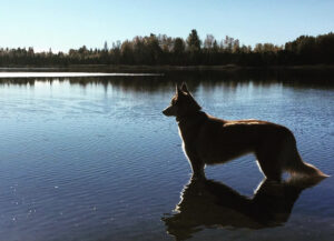 Dog Parks in Alaska