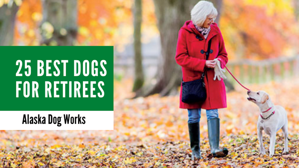 25 Dog Breeds Perfect For Retirees Alaska Dog Works