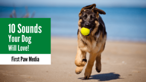 10-sounds-your-dog-will-love-alaska-dog-works