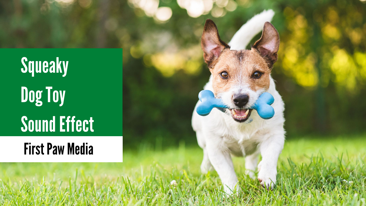 Squeaky Dog Toy Sound Effect Alaska Dog Works