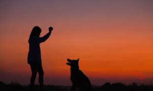 Definition of Dog Training Alaska Dog Works