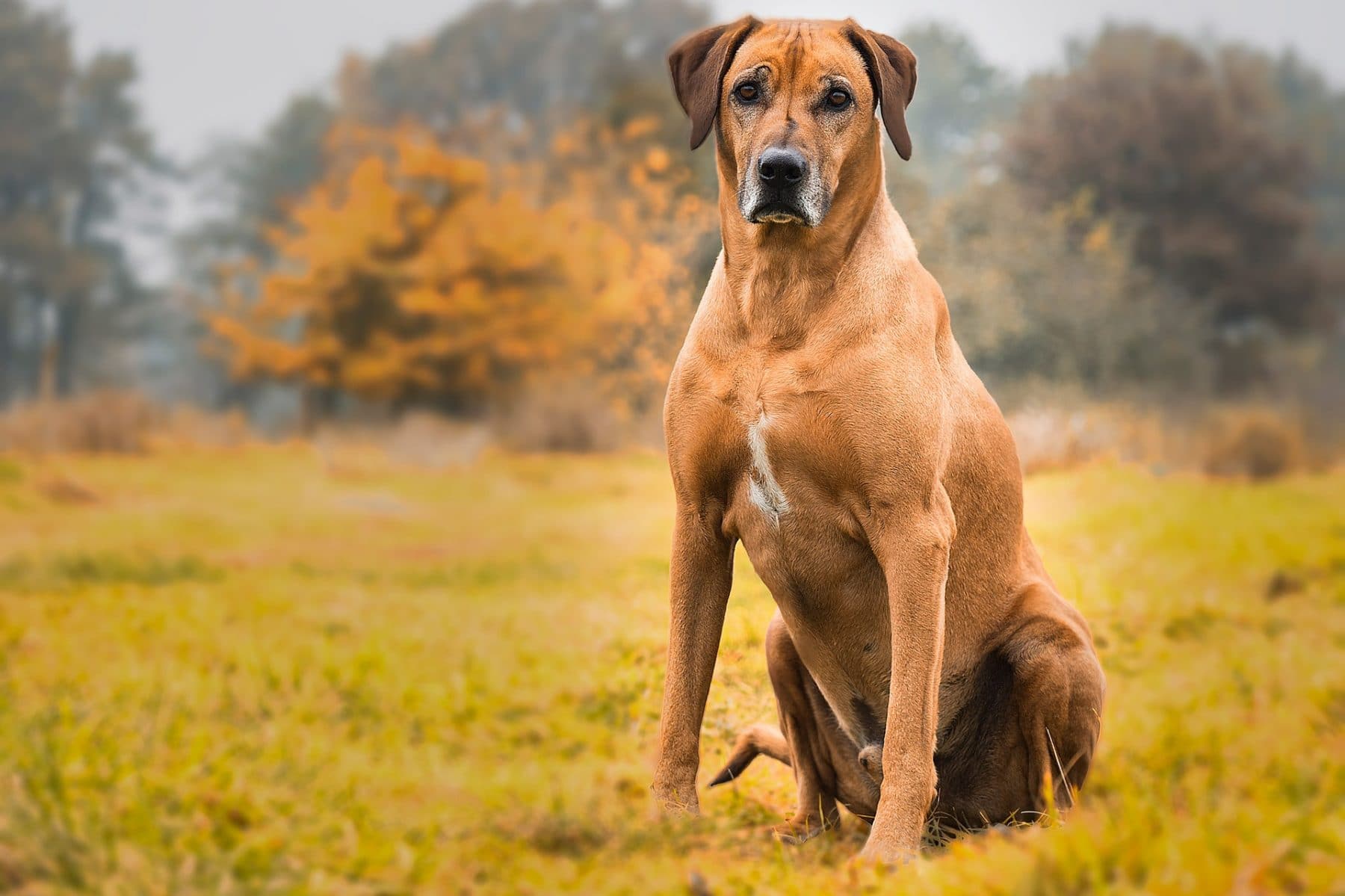 are boxers good hiking dogs