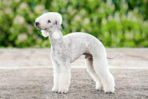 Bedlington-Terrier-alaska dog works