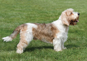 Grand-Basset-Griffon-Vendeen