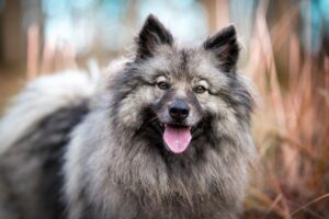 Keeshond-alaskan dog works