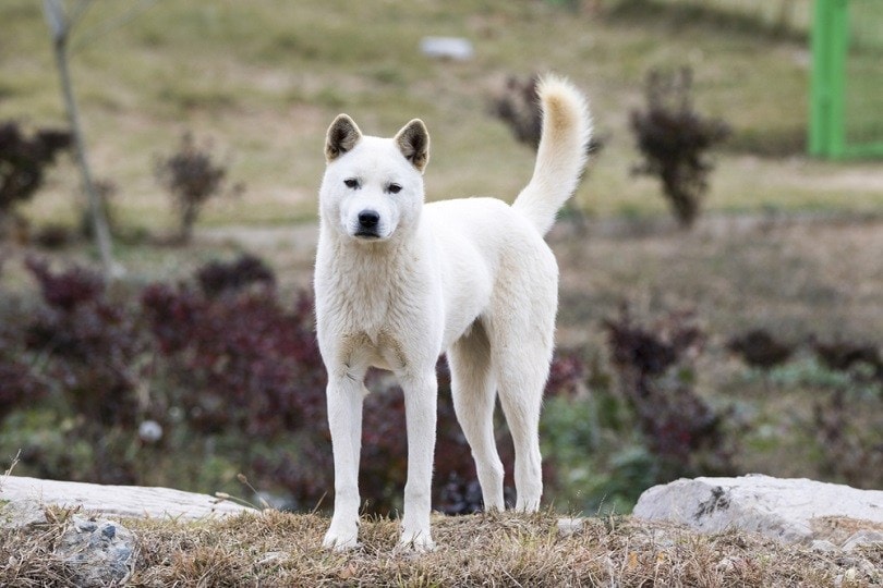 How to Train a Jindo - Alaska Dog Works