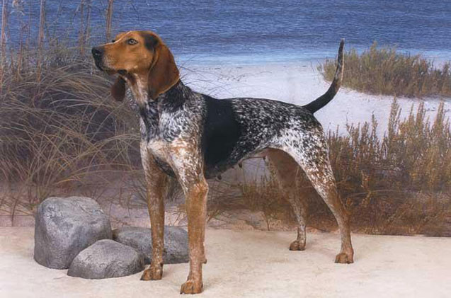 american-english-coonhound