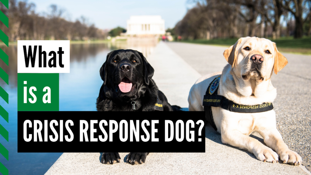 crisis response dog Thumbnail