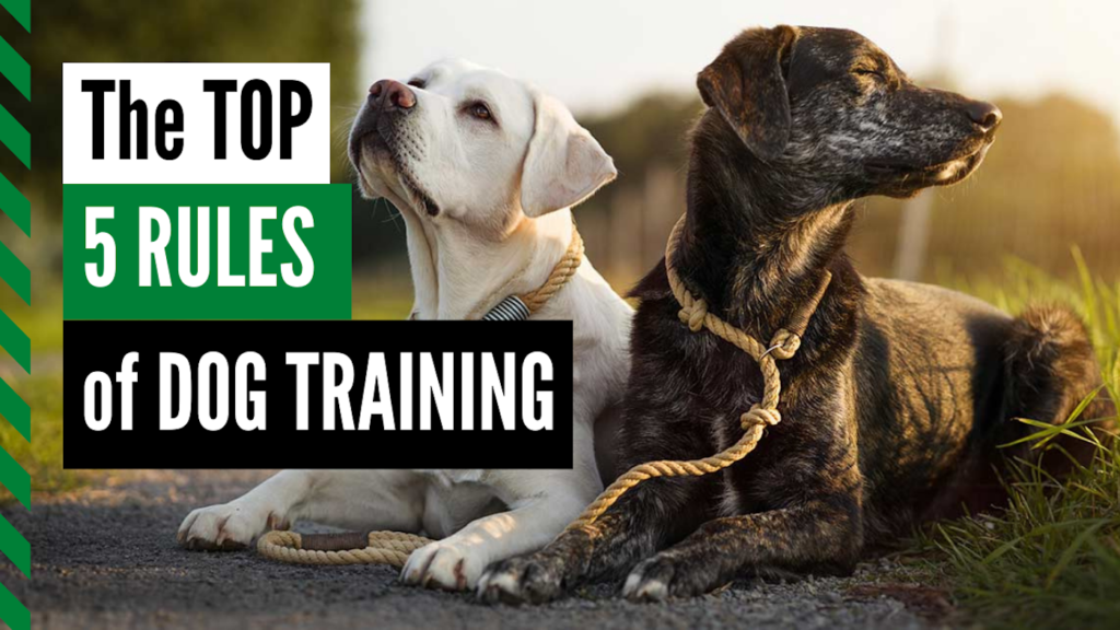 the top five rules of dog training Thumbnail