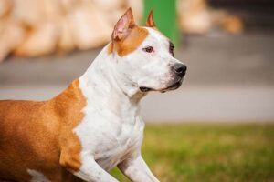 American Staffordshire terrier alaska dog works