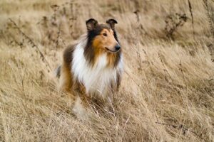 Collie alaska dog works